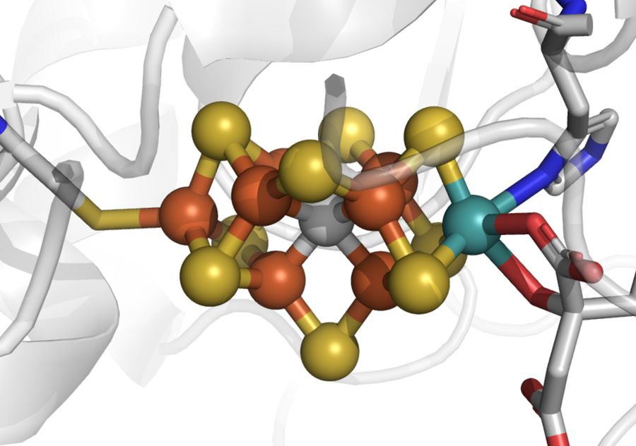 A ball-and-stick cluster of iron and sulfur atoms around a central carbon atom, with a molybdenum atom and a small organic side group to one side, set inside the pale ribbons of a protein.